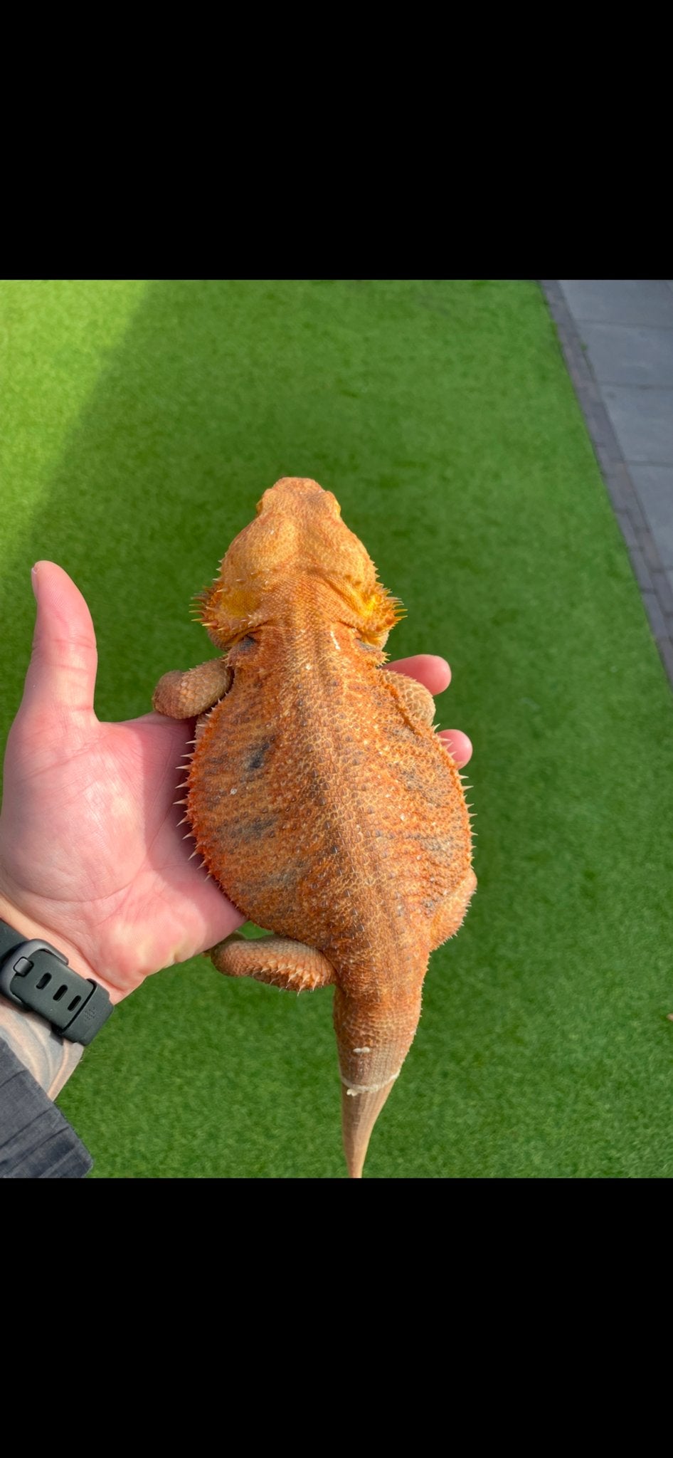 Baardagaam koppel man vrouw Bearded Dragon photo 2