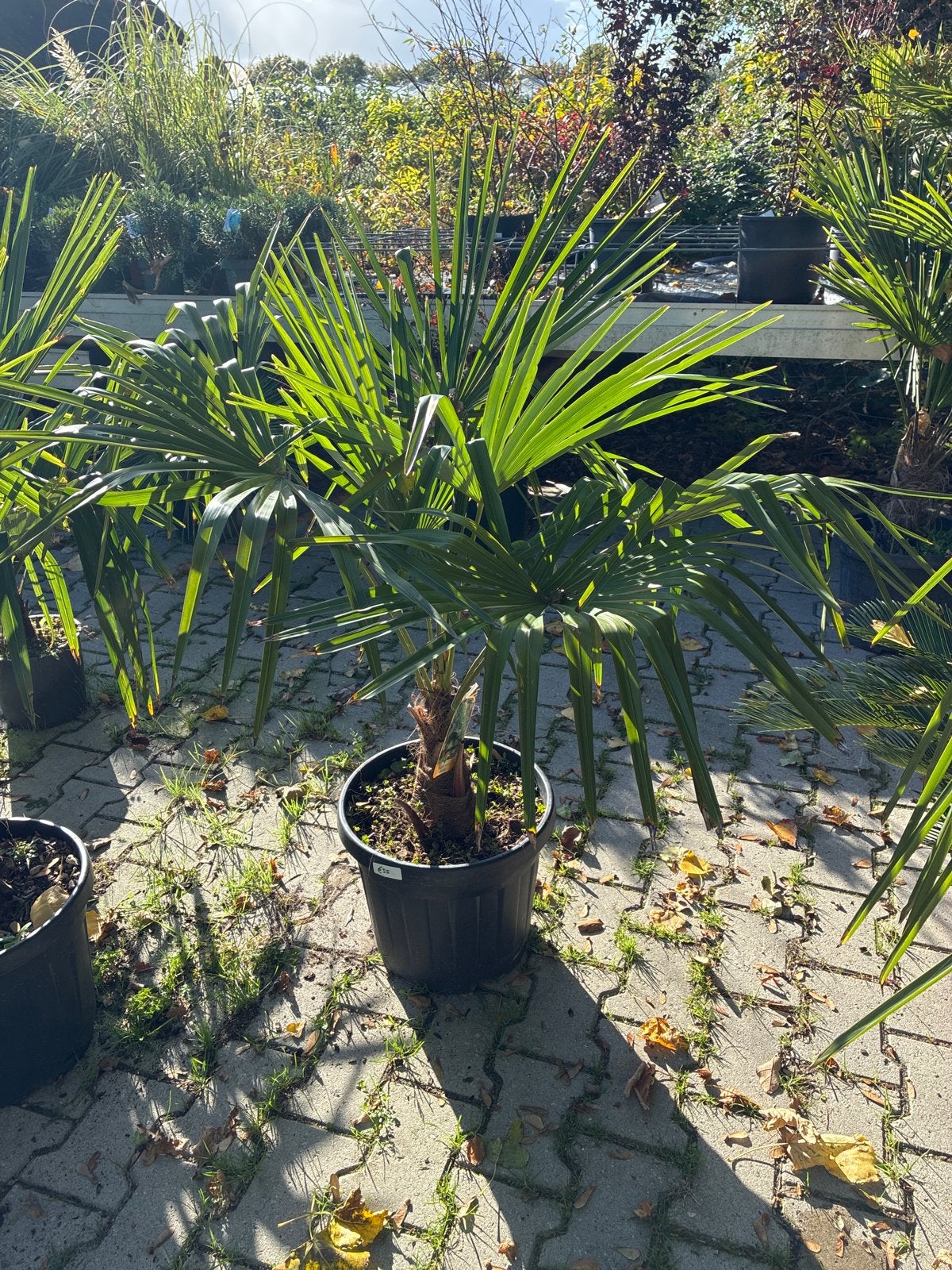 Trachycarpus Fortunei Palm - Winterharde Palmboom, Tuin en Terras, Volle zon, Vaste plant, Bloeit niet, Ophalen