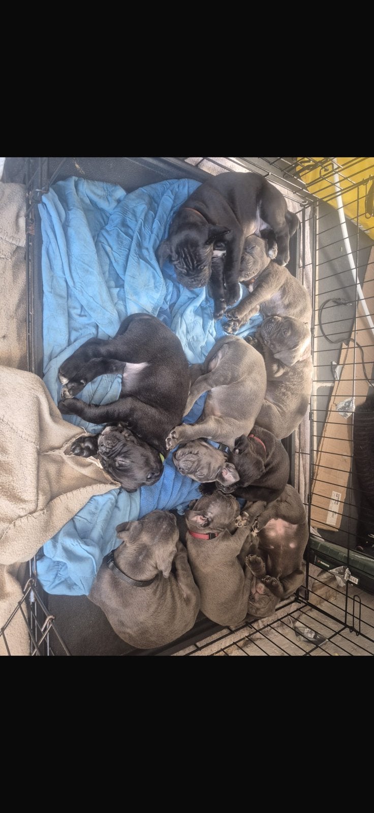 ❗️Nog 2❗️9 prachtige cane corso pups geboren, Dieren en Toebehoren, Overige rassen, 8 tot 15 weken, Meerdere, Meerdere dieren
