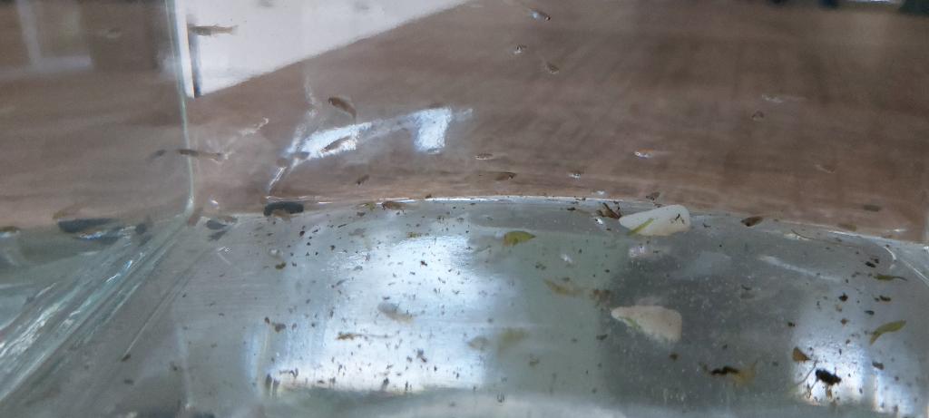 baby guppy's, Dieren en Toebehoren, Vis, Zoetwatervis