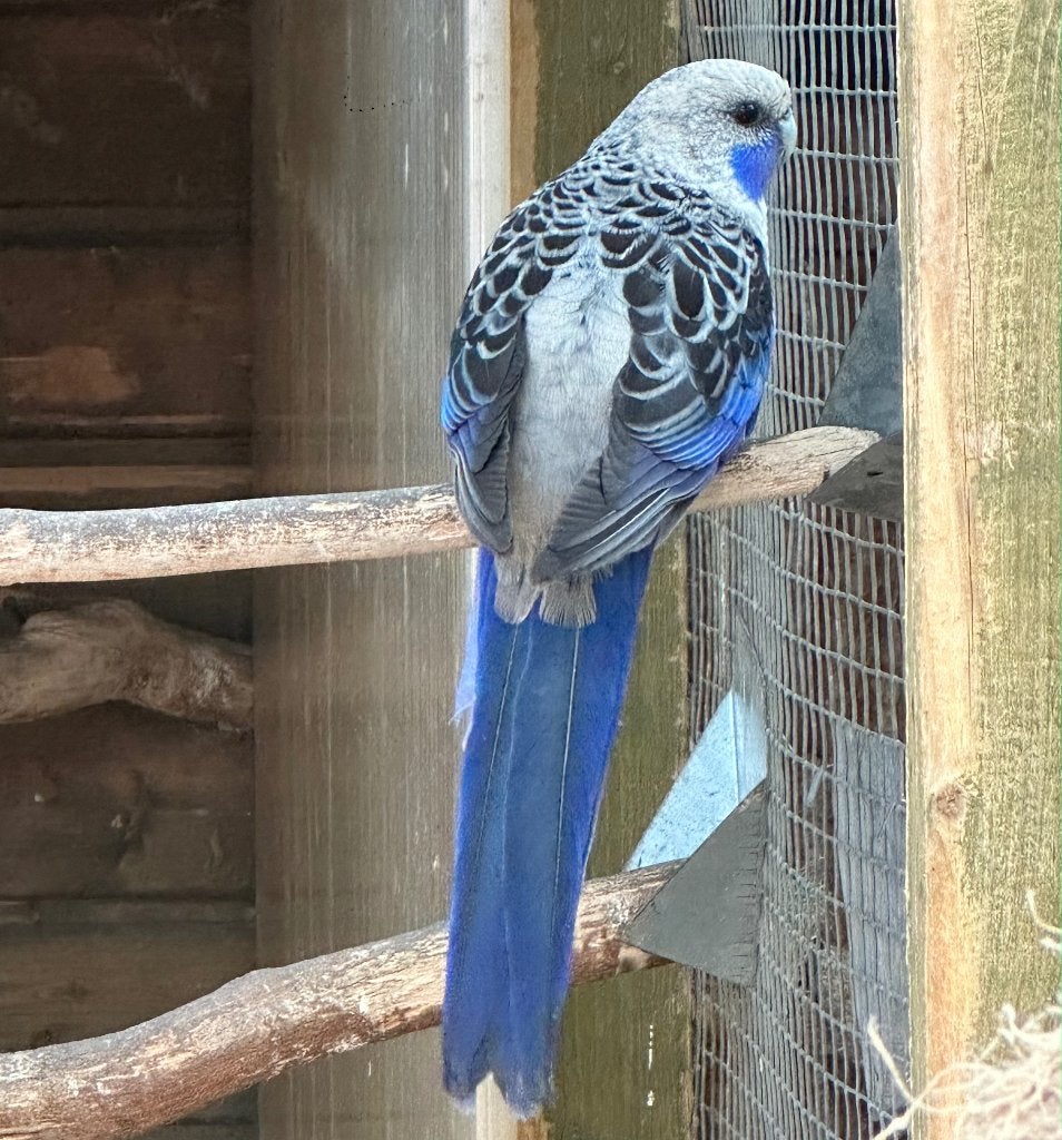 Pennant rosella's, Dieren en Toebehoren, Vogels | Parkieten en Papegaaien, Meerdere dieren, Parkiet