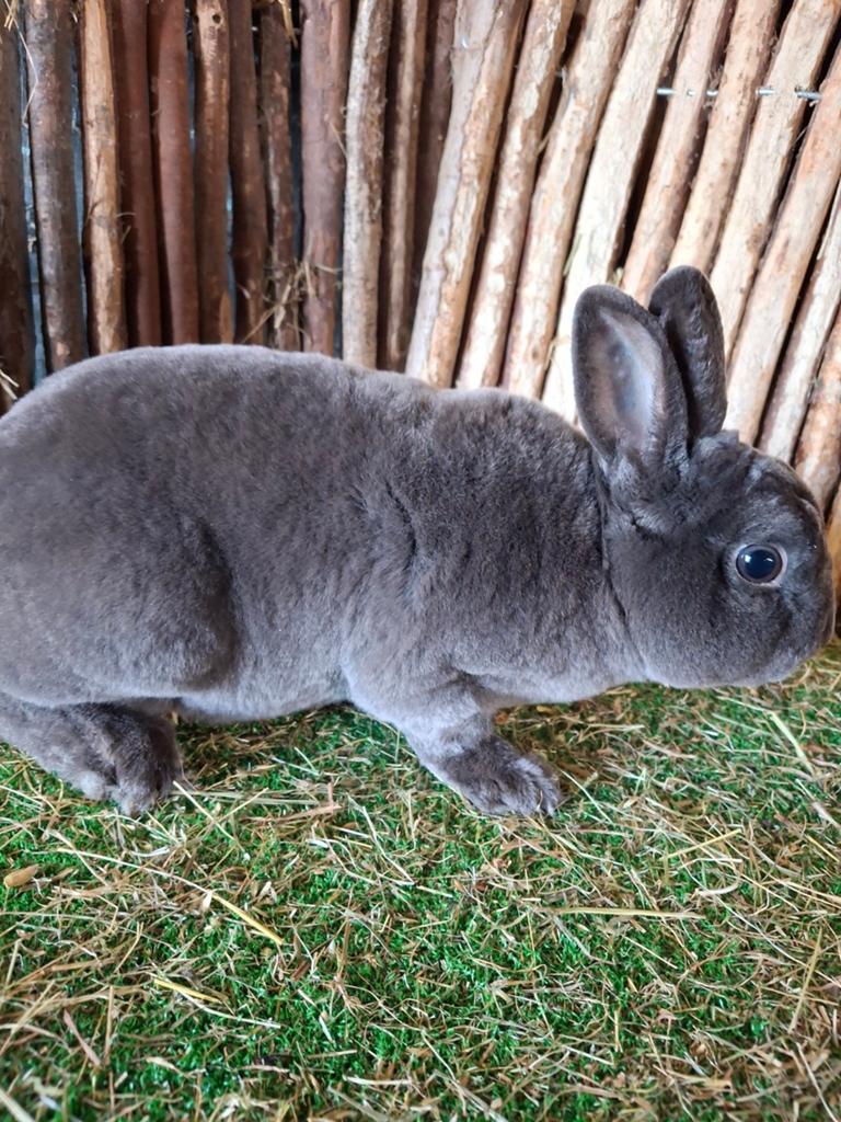 Rex dwerg ram blauw, Mannelijk, Dwerg, 0 tot 2 jaar