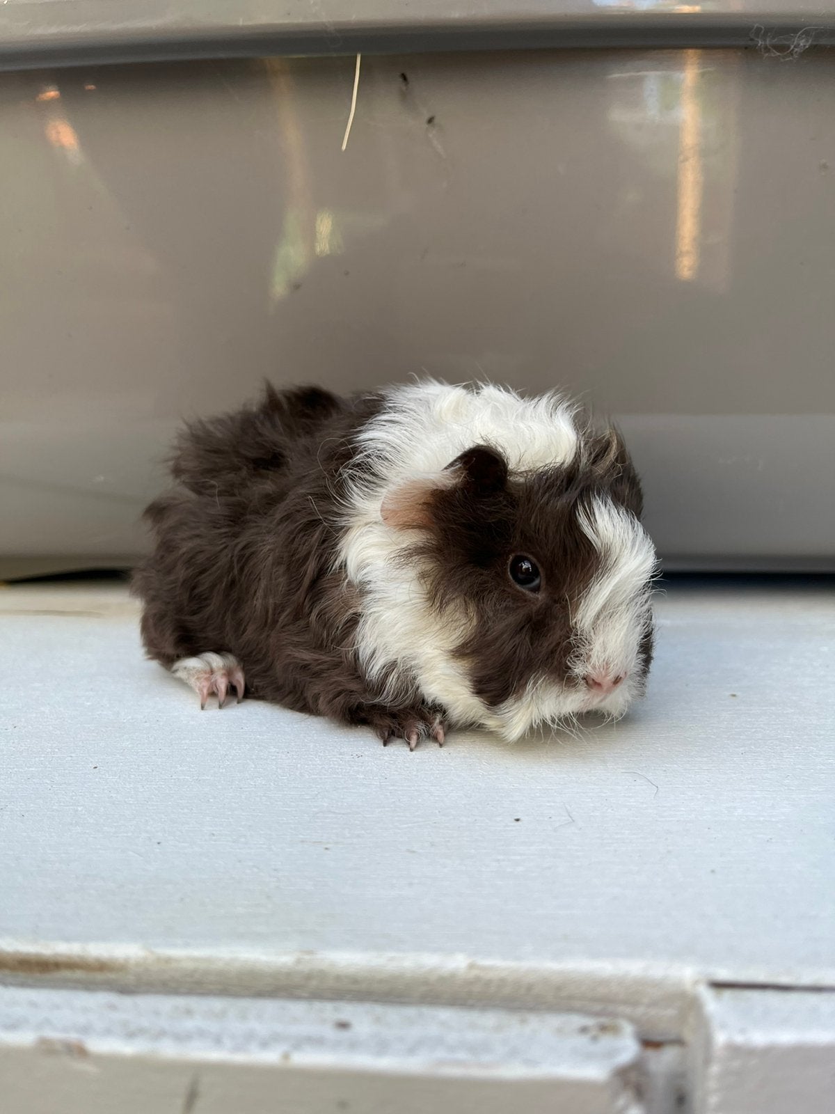 Alpaca cavia beertje mag verhuizen, Dieren en Toebehoren, Knaagdieren, Cavia, Mannelijk, Mei, Tam