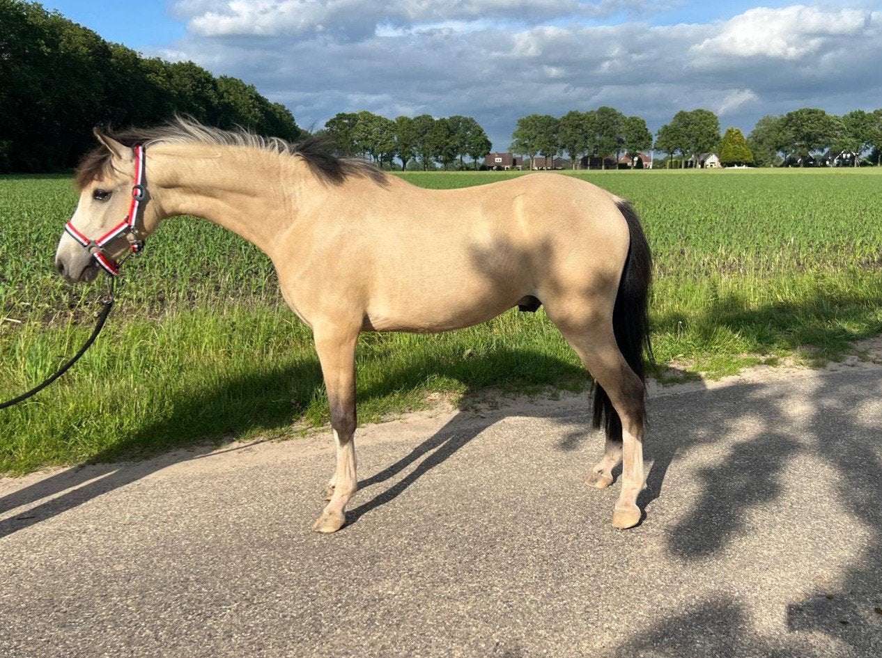 2 jarige welsch pony, Hengst