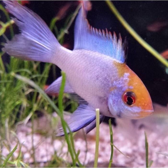 Microgeophagus ramirezi, Dieren en Toebehoren, Vissen | Aquariumvissen, Vis