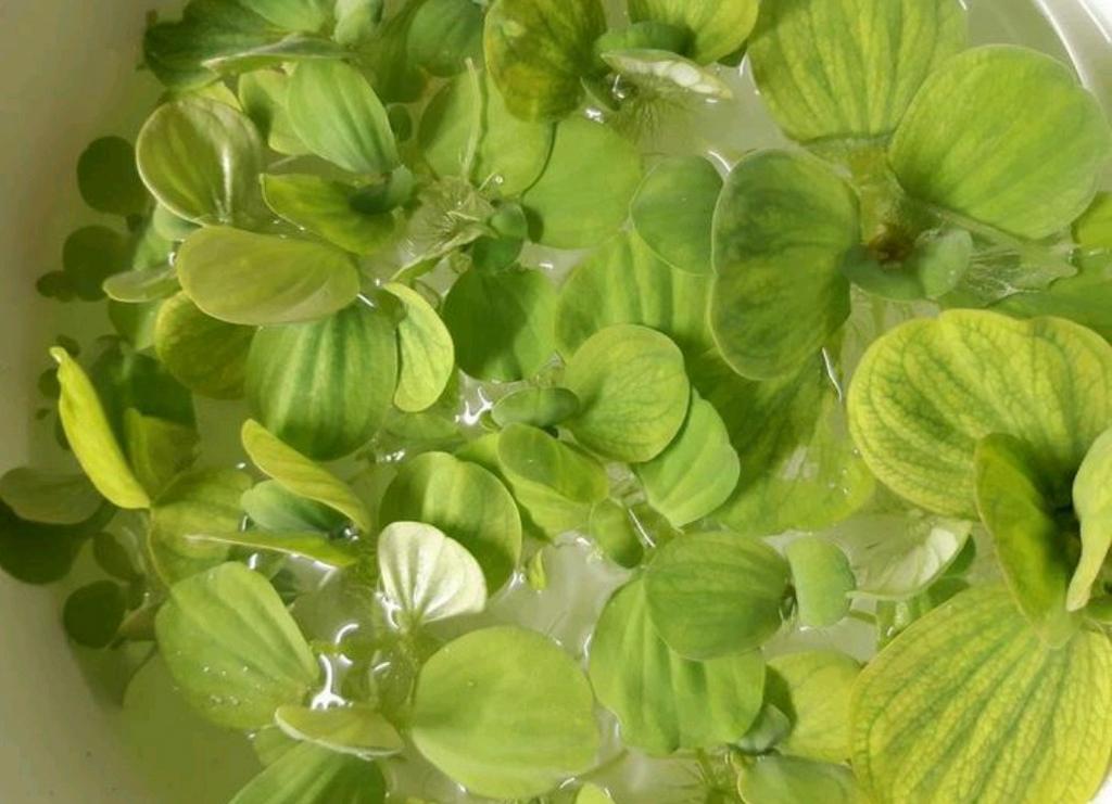Grote drijfplanten, Dieren en Toebehoren