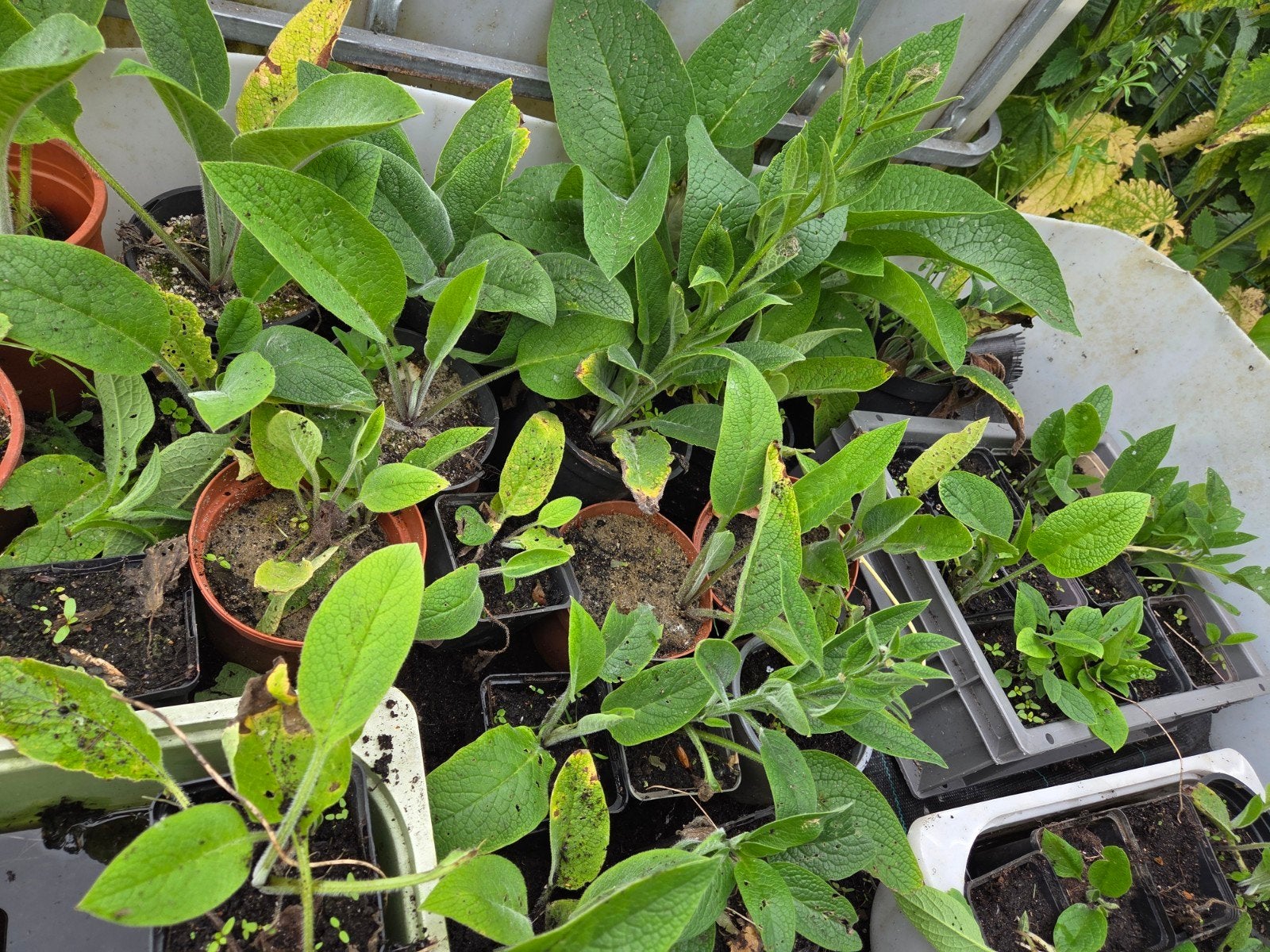 Russische Smeerwortel (gewortelde) plantjes OP =OP, Vaste plant, Halfschaduw, Zomer, Ophalen