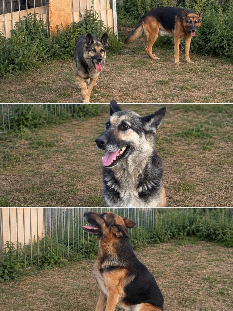 2 duitse herders, 6 jaar of ouder, Parvo, België, Particulier