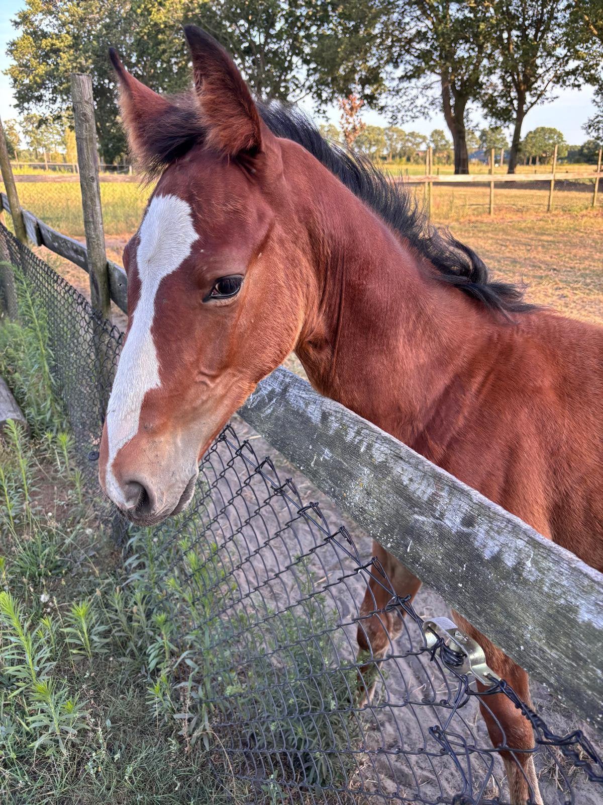 KWPN springveulen hengst Ultra Star, Dieren en Toebehoren, Paarden, Springpaard, Met stamboom, Niet van toepassing, 0 tot 2 jaar