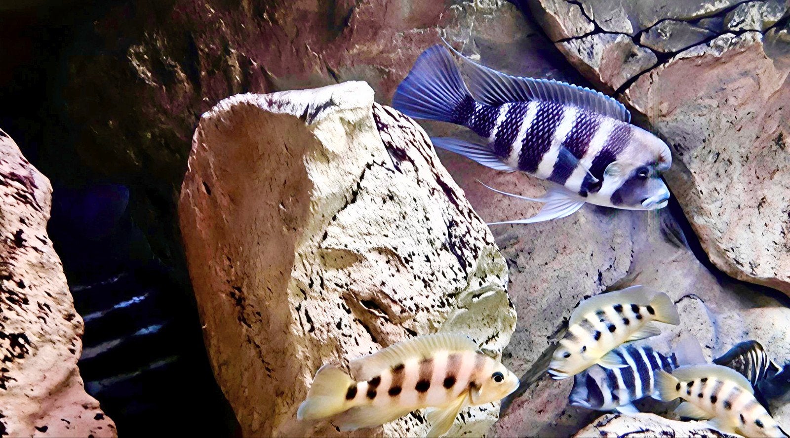 Cyphotilapia frontosa 'Kigoma' 7-stripe - groep 2.3, Vis, Zoetwatervis