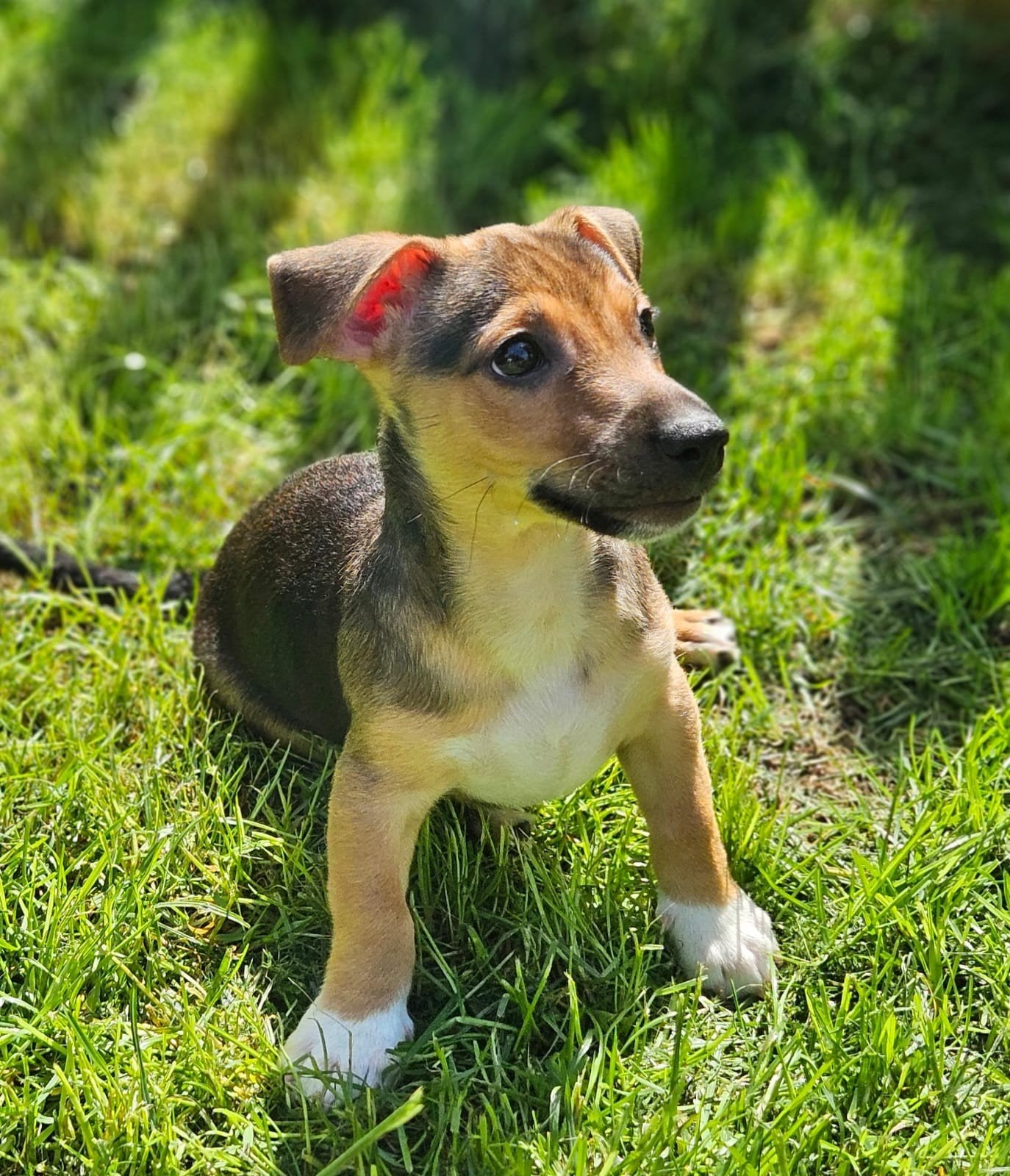 Jack Russell pups, mogen verhuizen!, Dieren en Toebehoren, Jack Russell Terriër, 8 tot 15 weken, Parvo, Meerdere