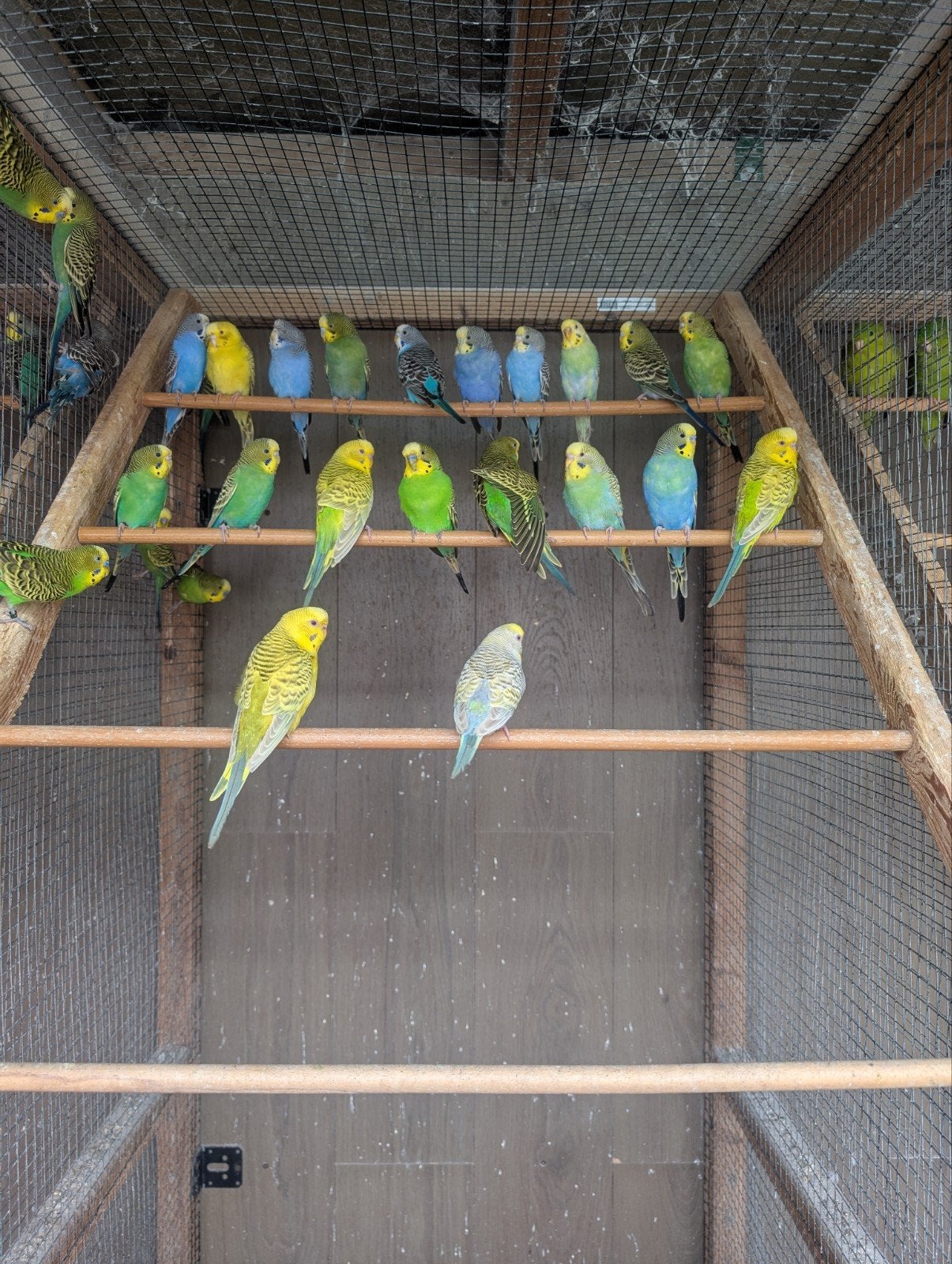 kleur grasparkieten, Meerdere dieren, Parkiet, Geringd