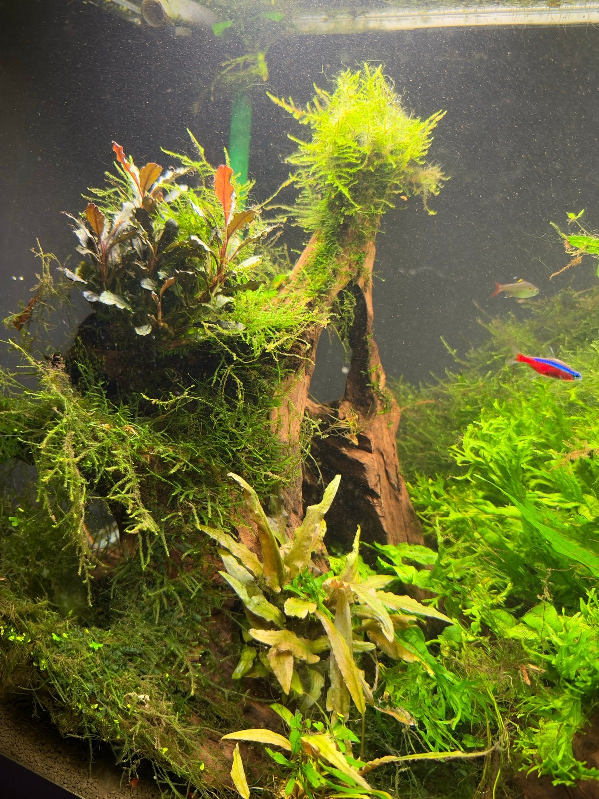 Mangrove hout met grote planten, Ophalen, Plant(en), Steen of Hout