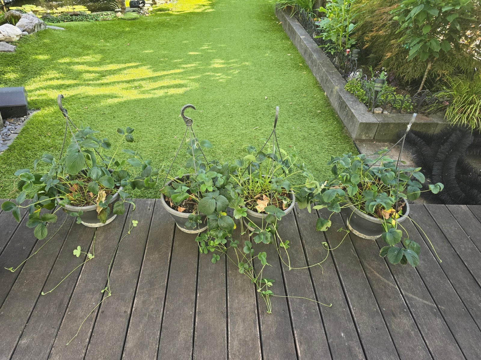 4 Aardbeiplanten in hangpotten - Vers fruit uit eigen tuin, Ophalen, Volle zon, Vaste plant, Fruitplanten