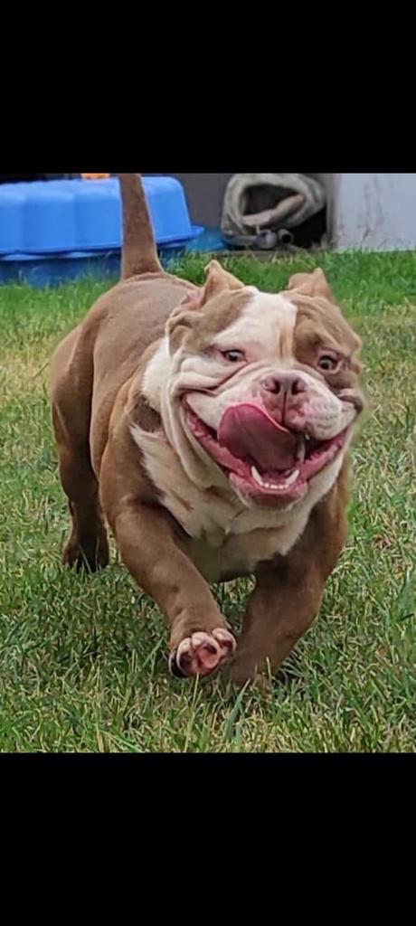 American Bully Exotic Reu Te Koop !!, Eén hond, 3 tot 5 jaar, Nederland, Particulier