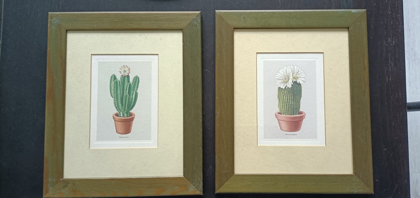 Set van 2 ingelijste botanische cactus prints, Ophalen of Verzenden, Print, Print/reproductie, Ingelijst