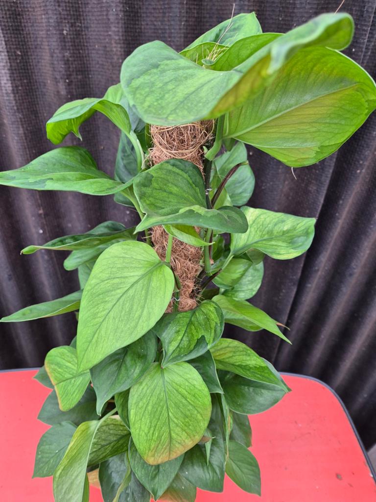 Epipremnum Lemon Top p17 (3), Ophalen of Verzenden, Halfschaduw, Minder dan 100 cm