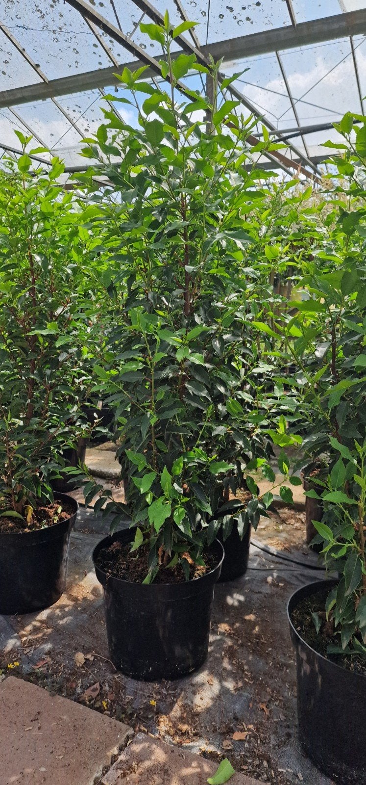 Portugese Laurier (Prunus Lusitanica) 110-125 cm in 12L pot, Overige soorten, Volle zon, Vaste plant, Ophalen of Verzenden