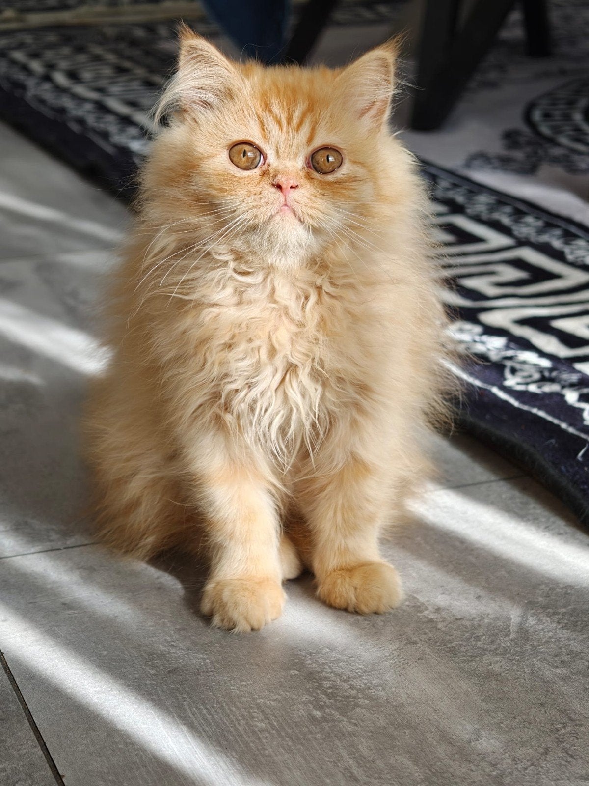 Perzische kitten, Dieren en Toebehoren