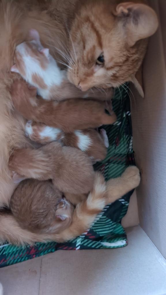Mooie rode kater kittens mogen over 3 weken weg, Kater