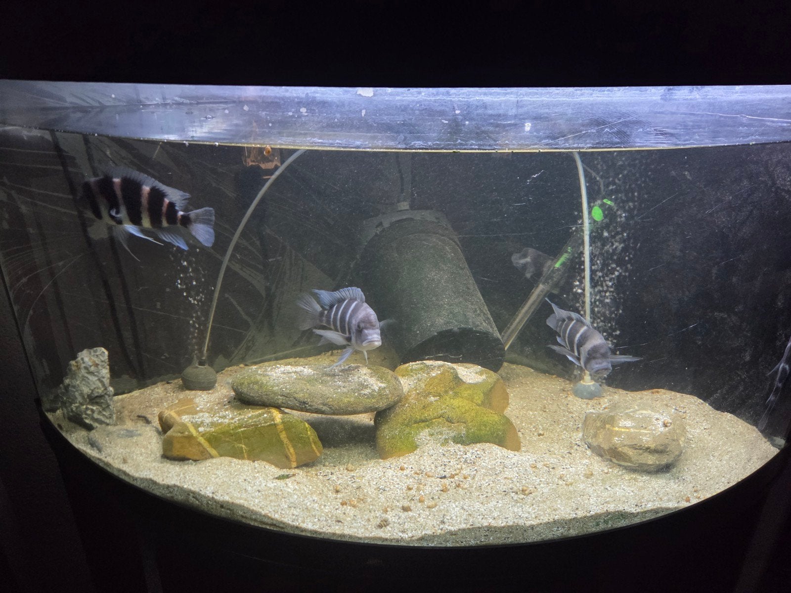 5 frontosa,en een jong, Vis, Zoetwatervis, Schoolvis