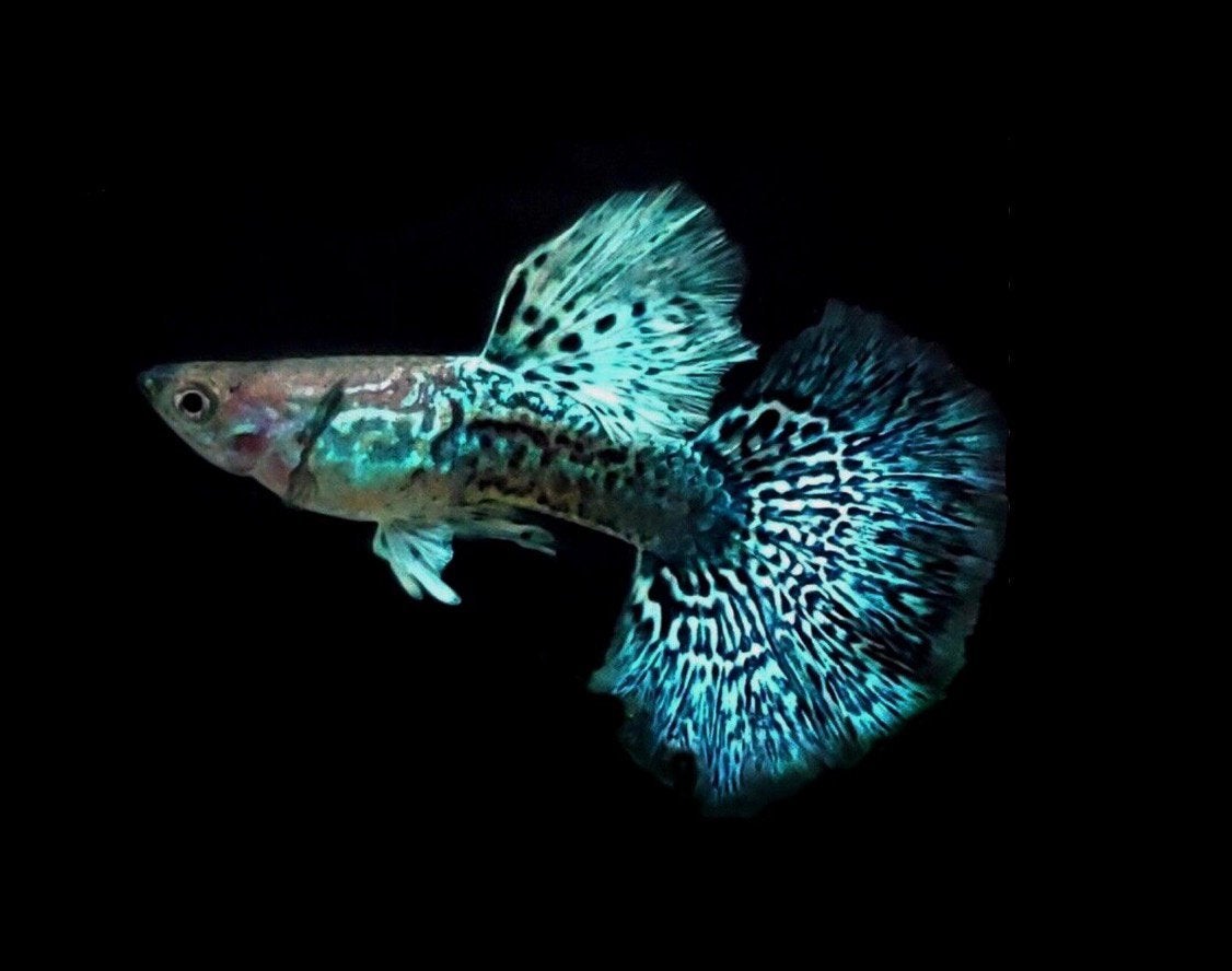 GREEN DRAGON GUPPY’S –ZUIVERE KWEEKGUPPY’S| HOGE KWALITEIT, Vis