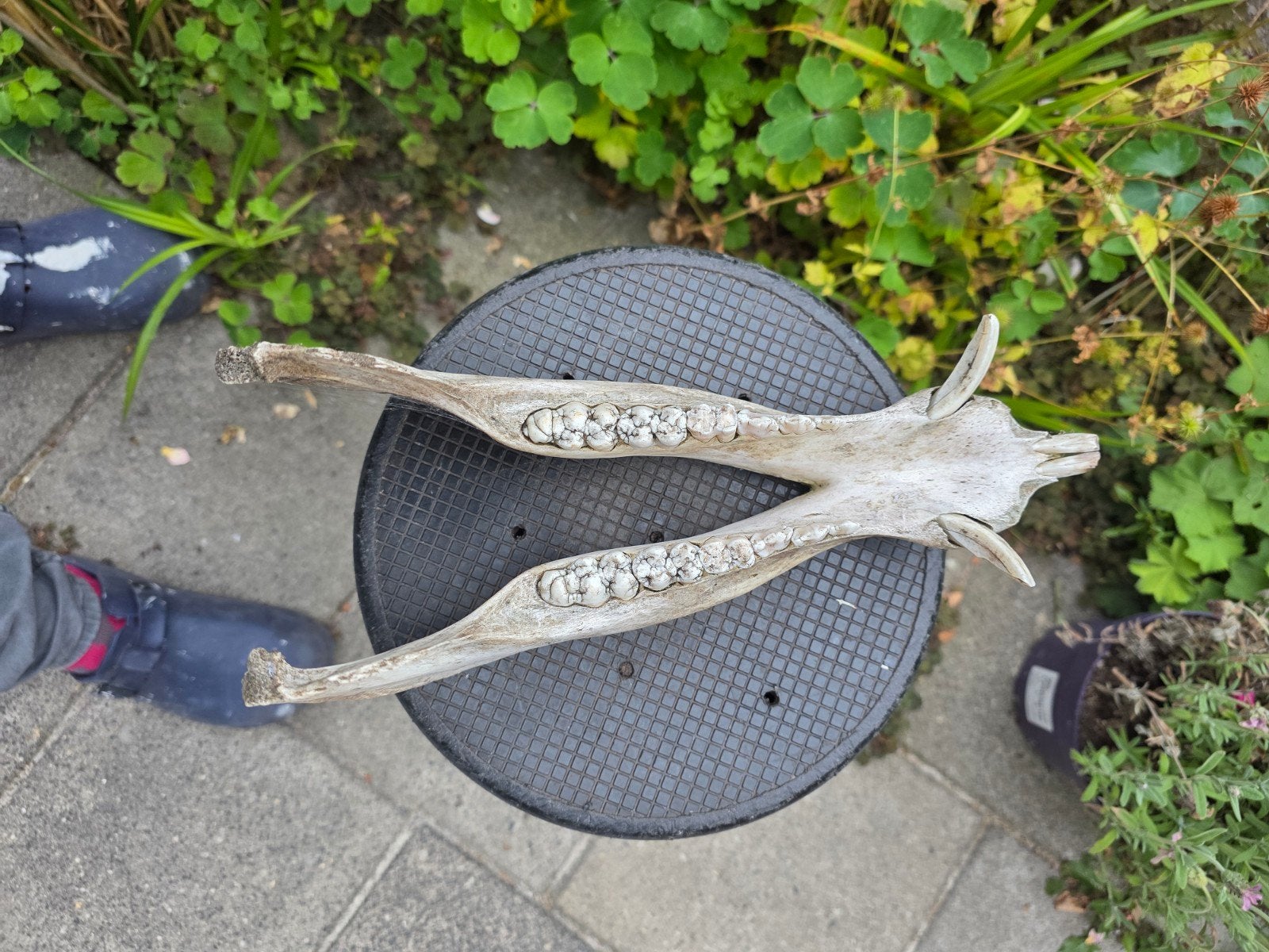 Mooie authentieke onderkaak wild zwijn (met slagtanden), Ophalen of Verzenden