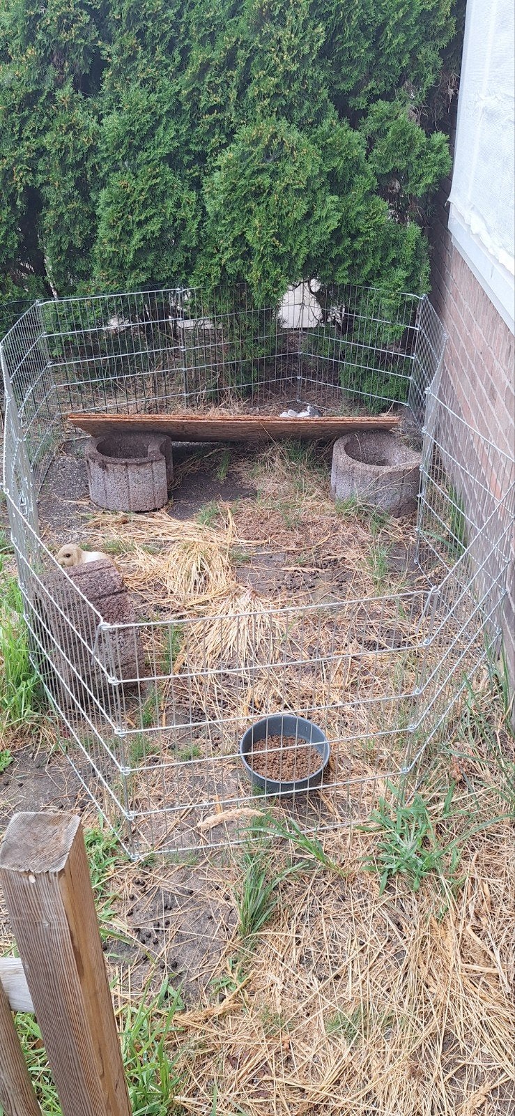 konijnen ren of kleine dieren, Ophalen
