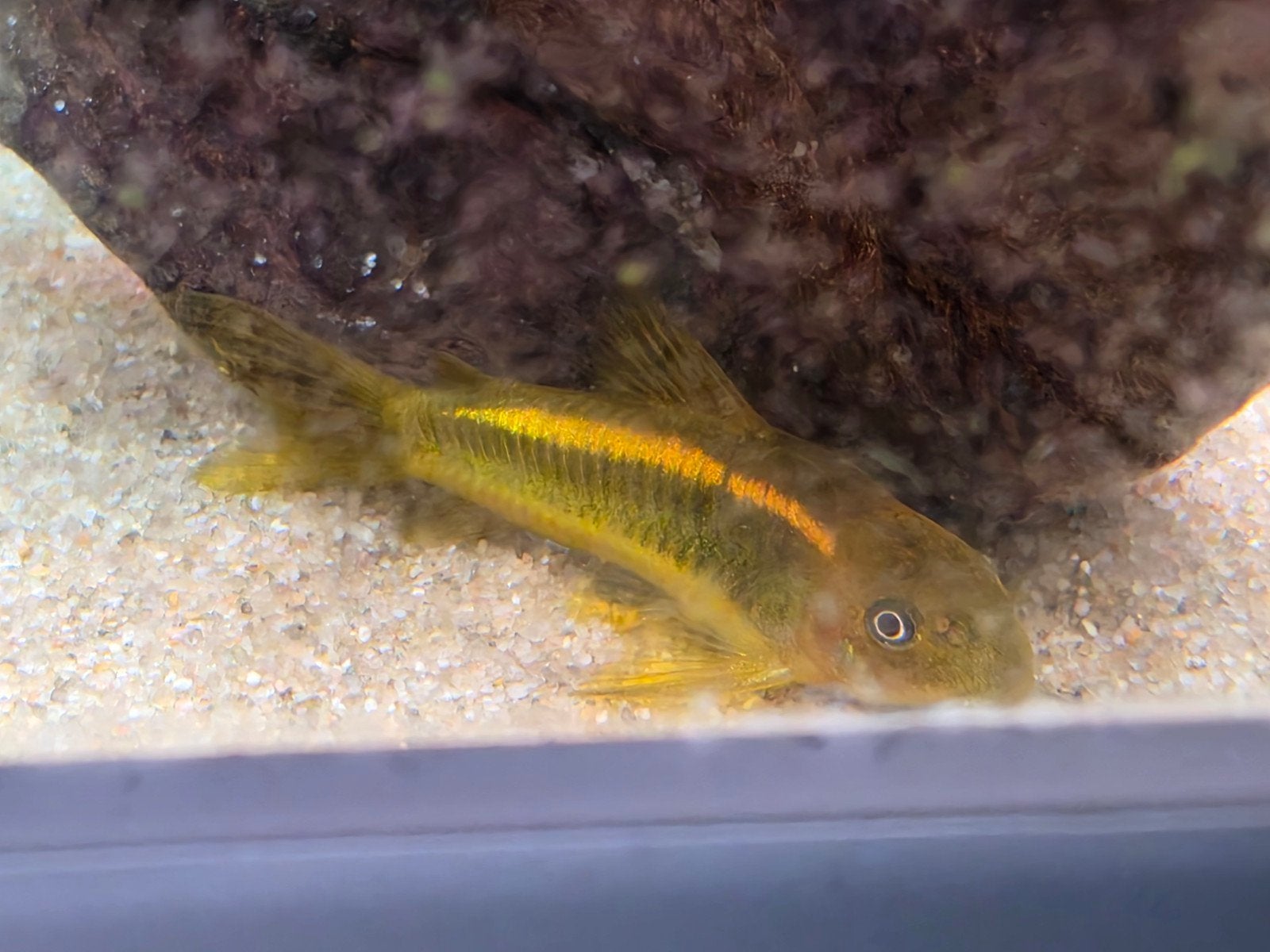 Corydoras Peru Stripe Gold, Dieren en Toebehoren, Vissen | Aquariumvissen, Vis
