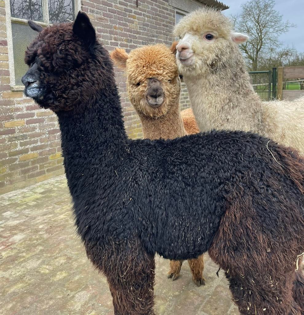 Alpaca wol, Ophalen of Verzenden, Zo goed als nieuw, Split