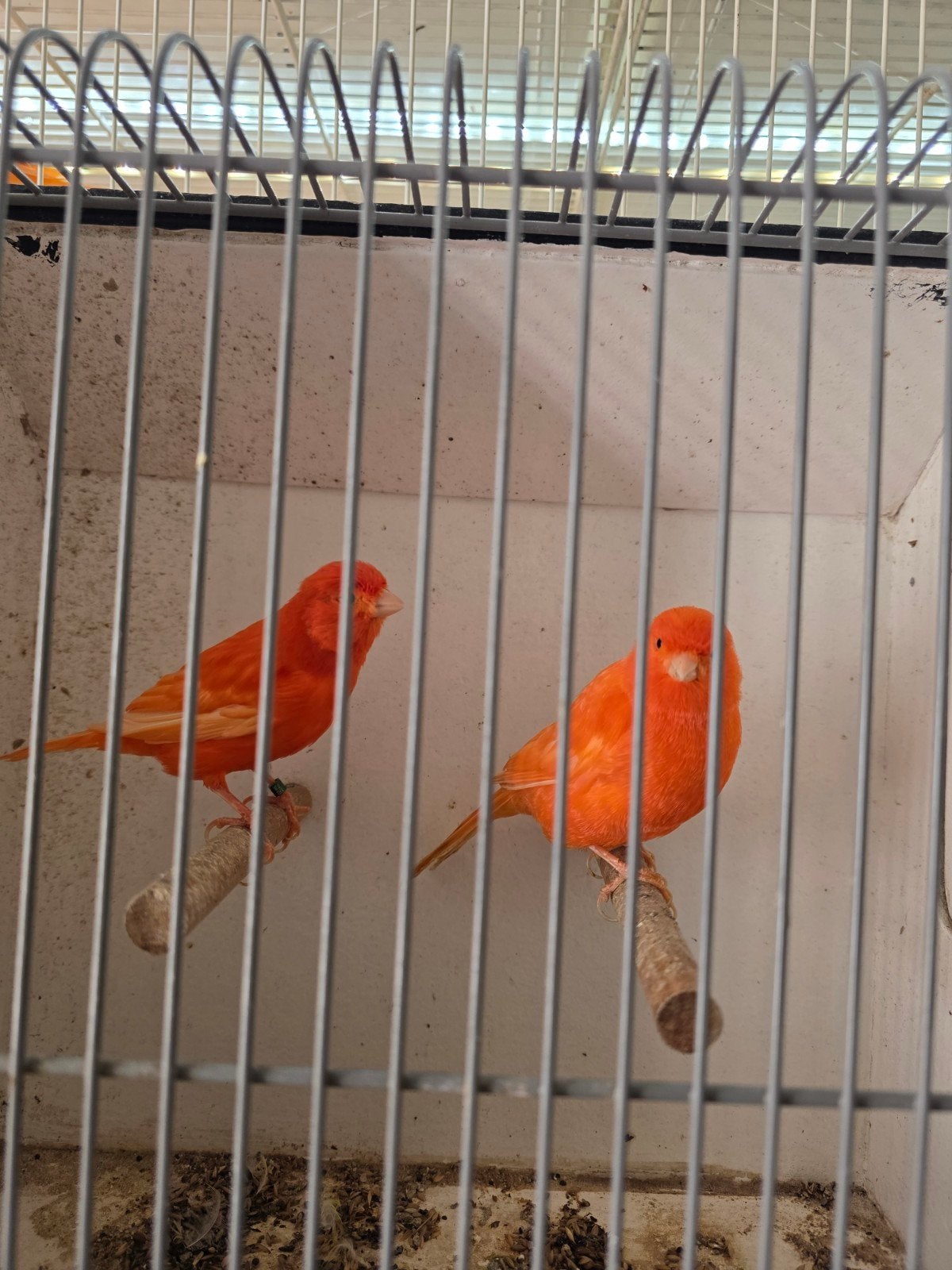 kanarie te koop, Dieren en Toebehoren, Vogels | Kanaries, Meerdere dieren, Kleurkanarie