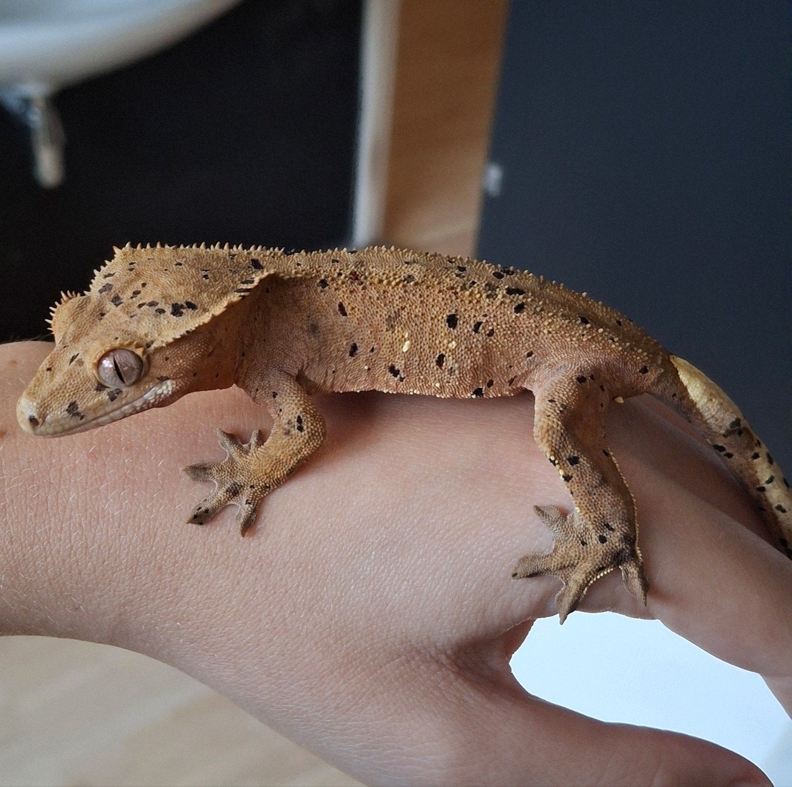 Hele mooie dalmatian wimpergekko/crested gecko vrouw (0.1) Crested Gecko photo 2