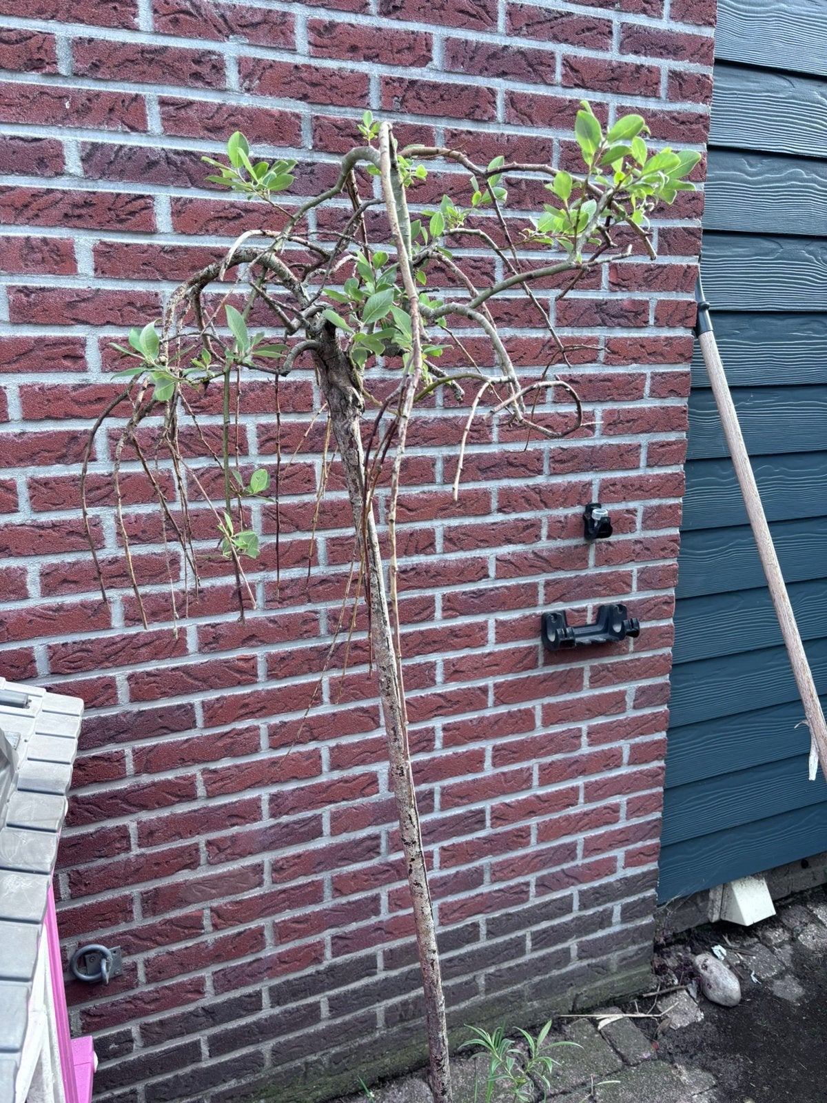 Treurwilg, Ophalen, Halfschaduw, Overige soorten, 100 tot 250 cm
