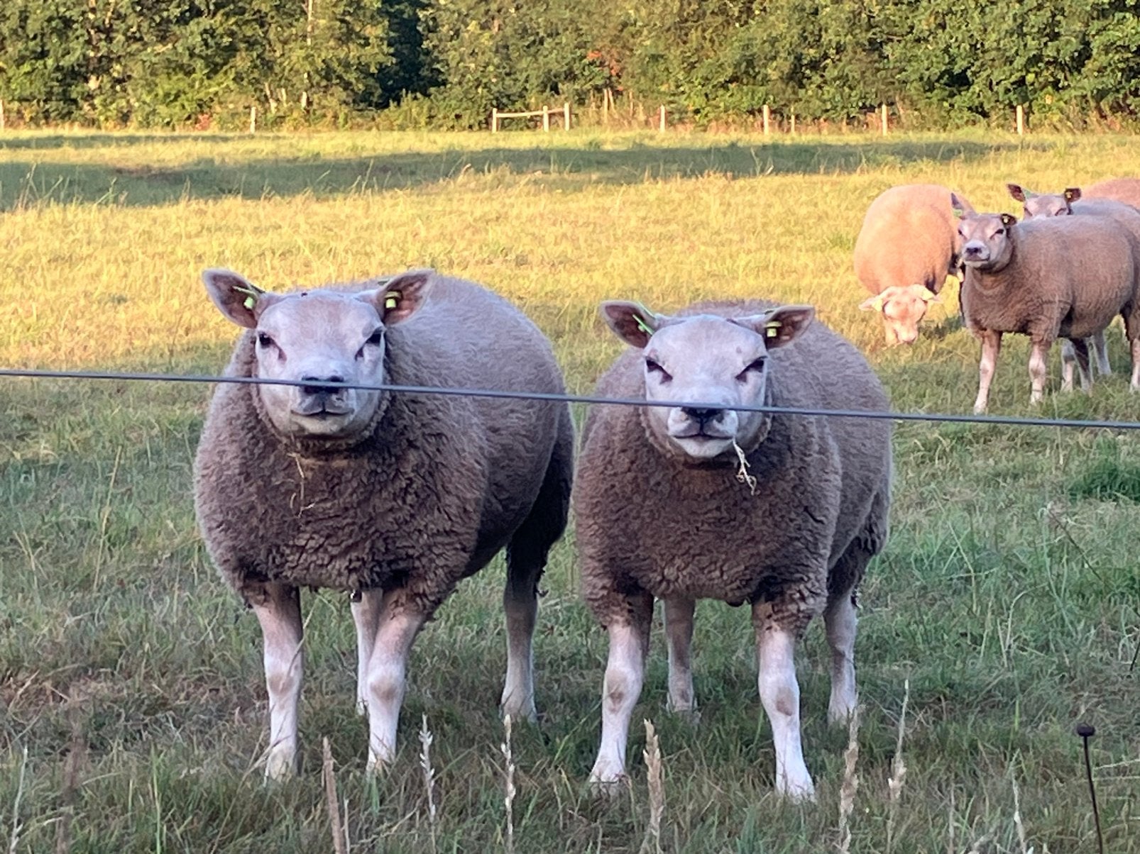 Beste Stamboek Texelaar ramlammeren ARR/ARR, Dieren en Toebehoren, Vrouwelijk, Schaap