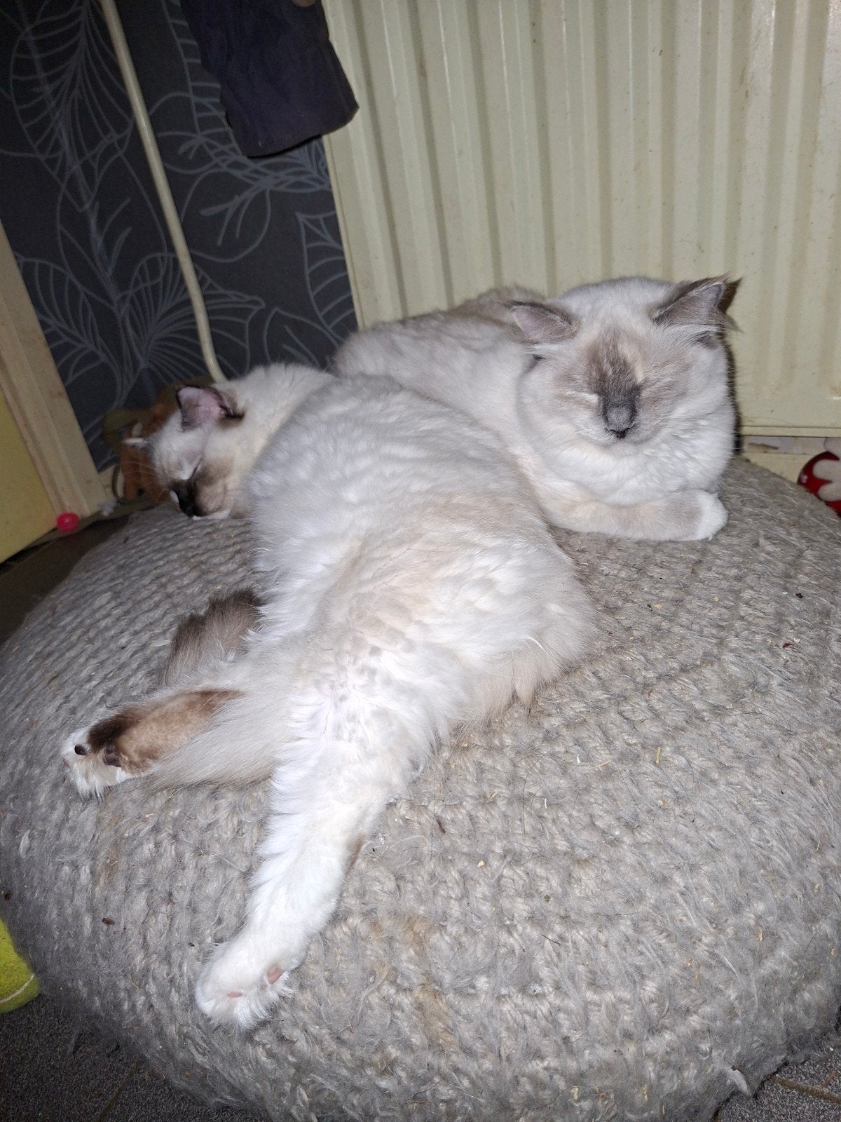 tk 2 superlieve Ragdoll's 100 % en halfzusjes van elkaar., Poes, Ontwormd, 0 tot 2 jaar