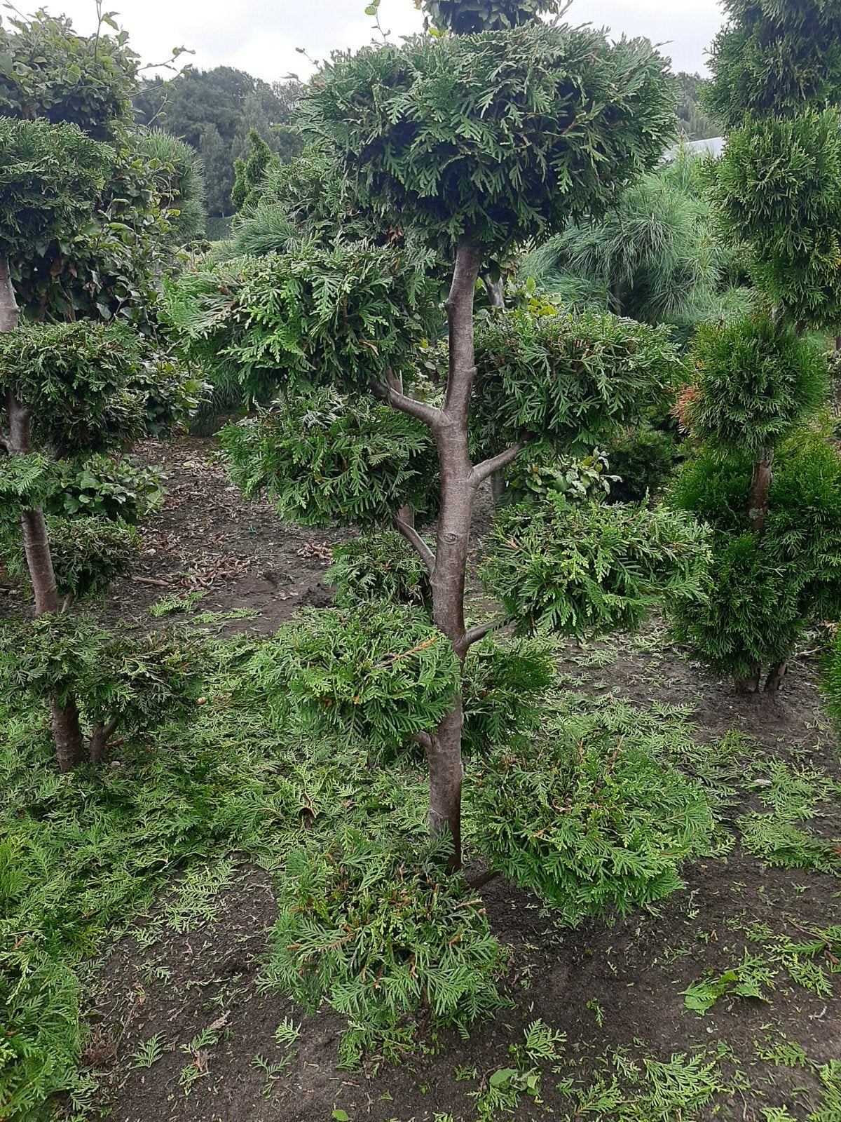 Thuja Occidentalis Brabant - Pompon Bonsai €35, Ophalen
