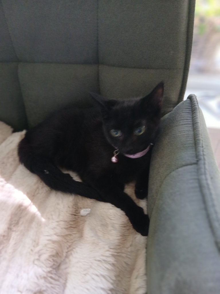 Prachtige kittens, mogen naar nieuw baasje, Poes, Ontwormd, 0 tot 2 jaar