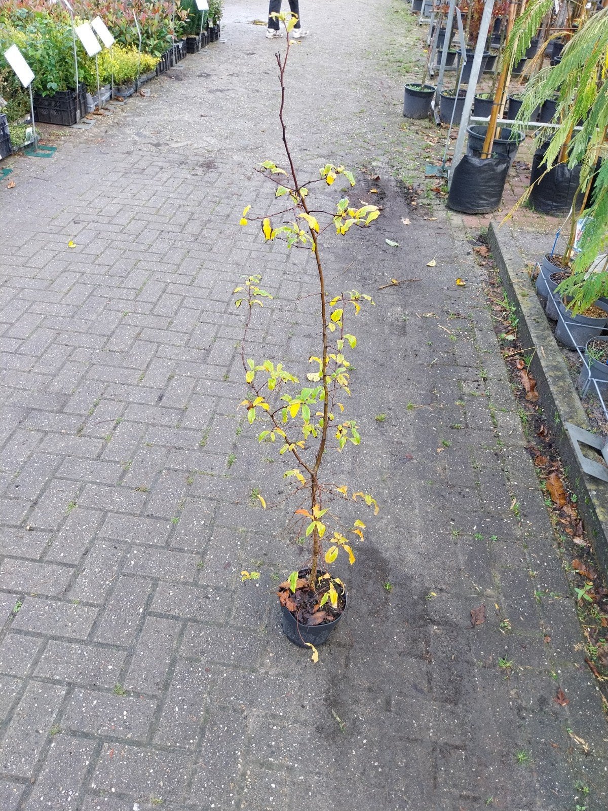 Mispel (Mespilus germanica) - Jonge boom in pot, Tuin en Terras, Overige soorten, Lente, 100 tot 250 cm, Ophalen