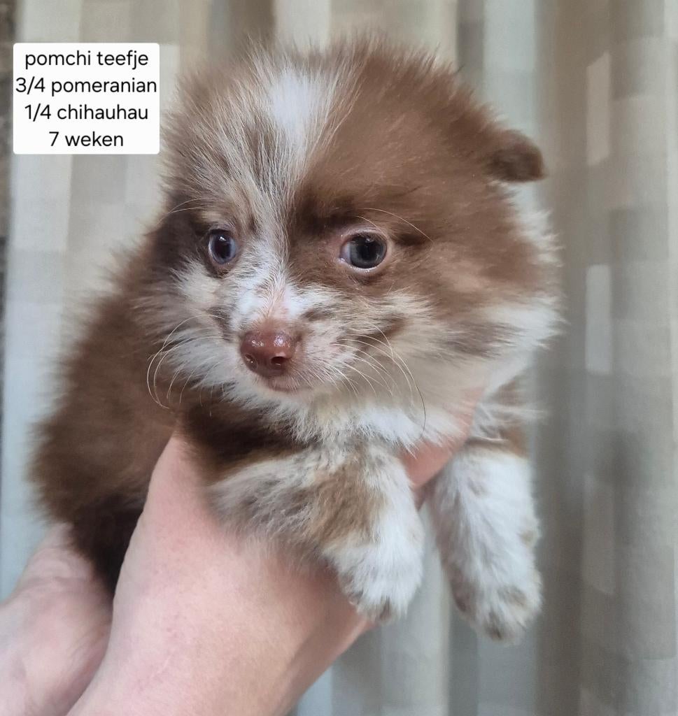 Pomchi pups te koop, Overige rassen, 8 tot 15 weken, Parvo, Meerdere