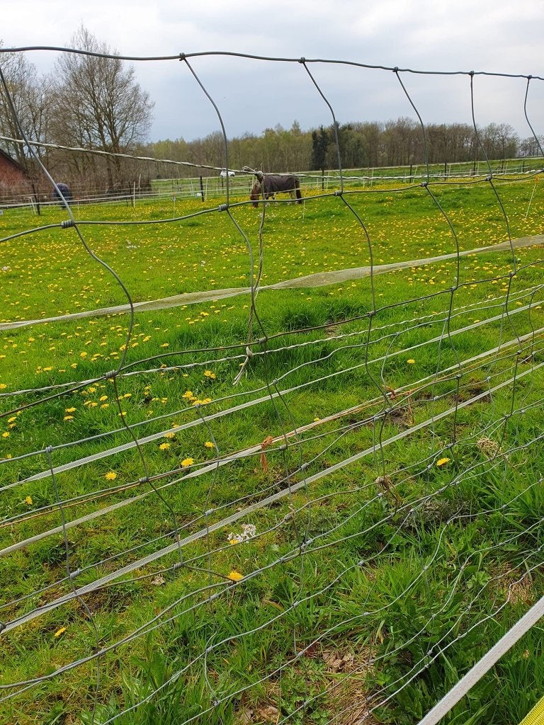 sterk goed onderhouden leer enkelspan borsttuig COB, Gebruikt, Overige disciplines, Ophalen of Verzenden, Zwart
