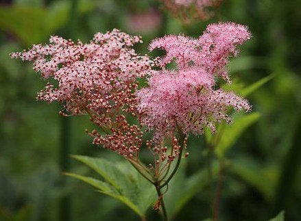 Vaste plant : Moerasspirea 5 euro, Volle zon, Vaste plant, Zomer, Ophalen
