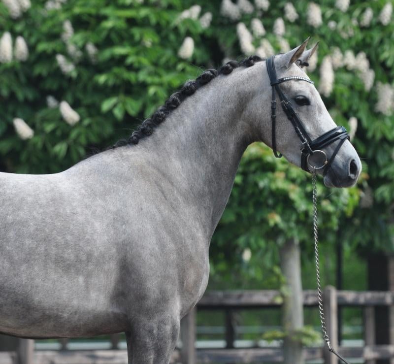 4 jarige knappe D pony, Dieren en Toebehoren, Pony's, B, Dressuurpony, 3 tot 6 jaar, D pony (1.37m tot 1.48m)