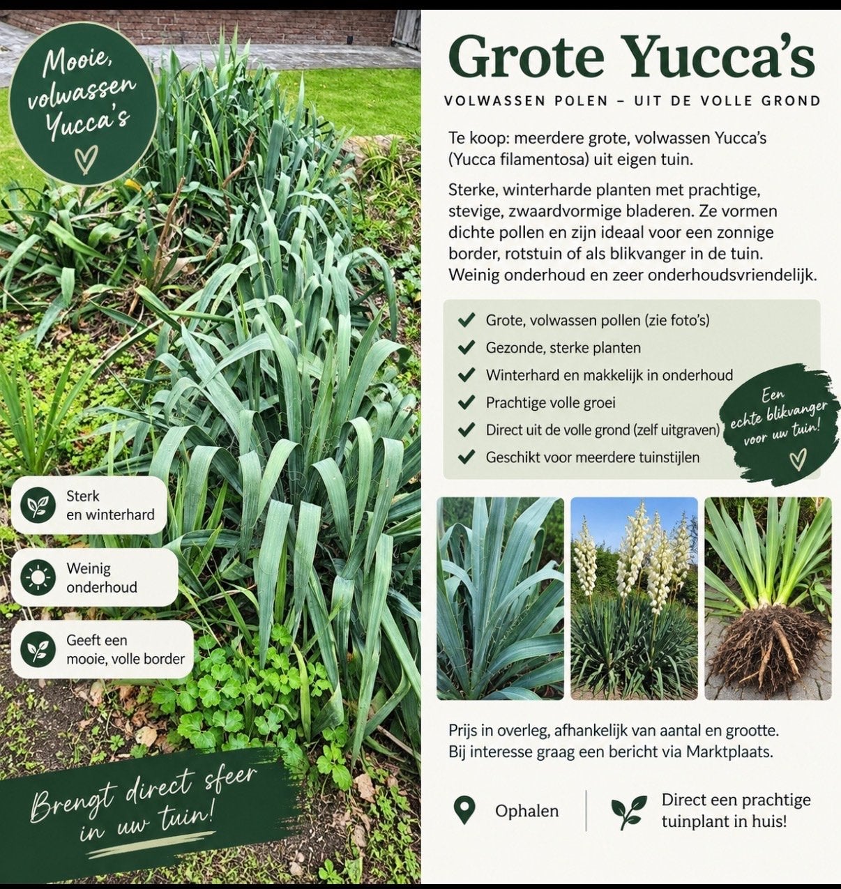 Grote, volwassen Yucca's (Yucca filamentosa), Tuin en Terras, Ophalen, Vaste plant, Overige soorten, Volle zon