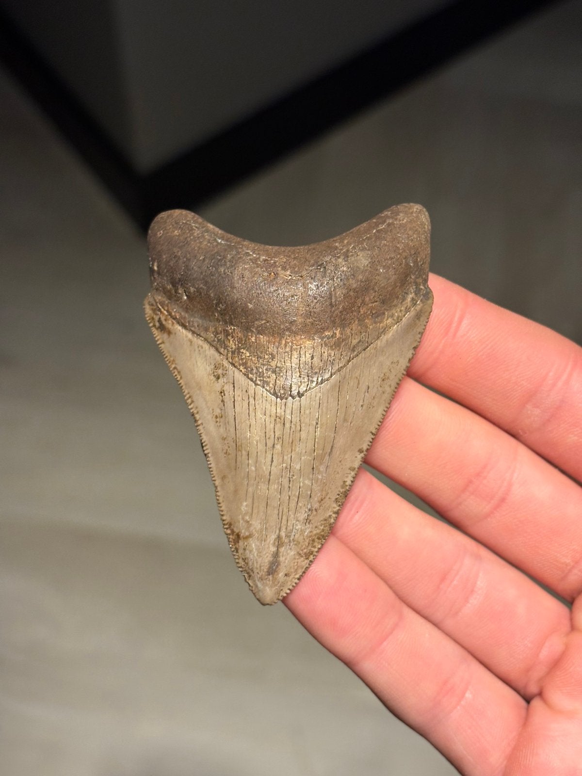 Megalodon haaientand fossiel Georgia, Verzamelen, Mineralen en Fossielen, Fossiel, Ophalen of Verzenden