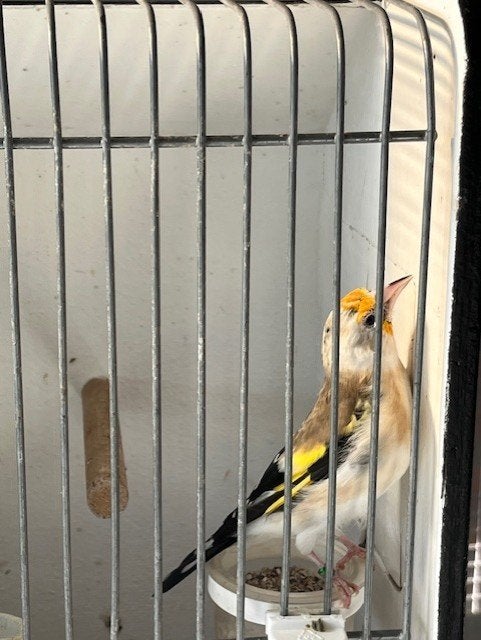 Major putter, Dieren en Toebehoren, Mannelijk, Wildzangvogel, Geringd