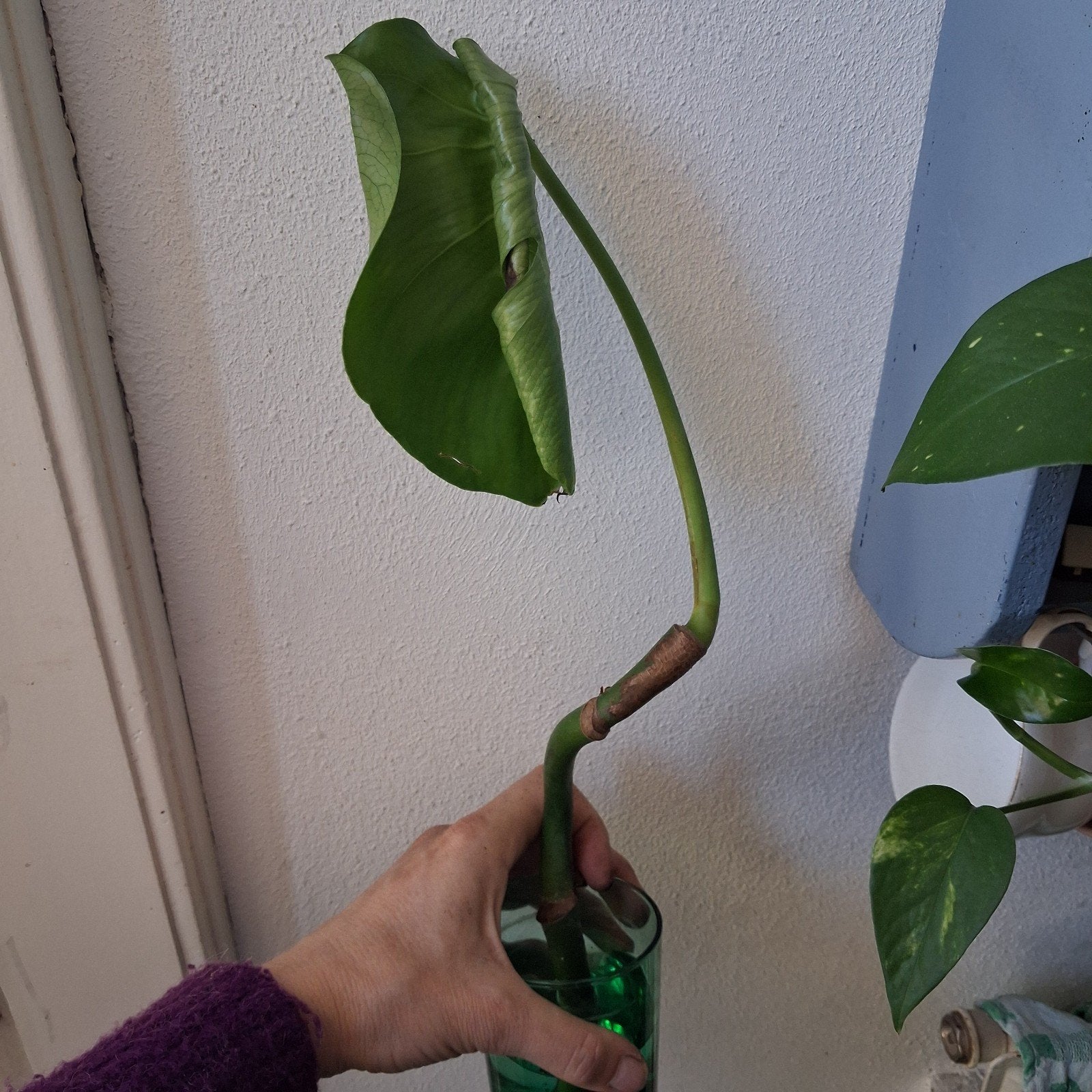 Stekje monstera, Huis en Inrichting, Kamerplanten, Ophalen, Halfschaduw, Minder dan 100 cm
