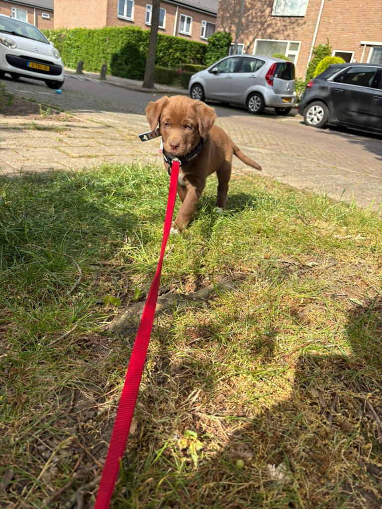 Lieve kindvriendelijke pup! Alles erbij., Reu, 8 tot 15 weken, Labrador retriever, Parvo