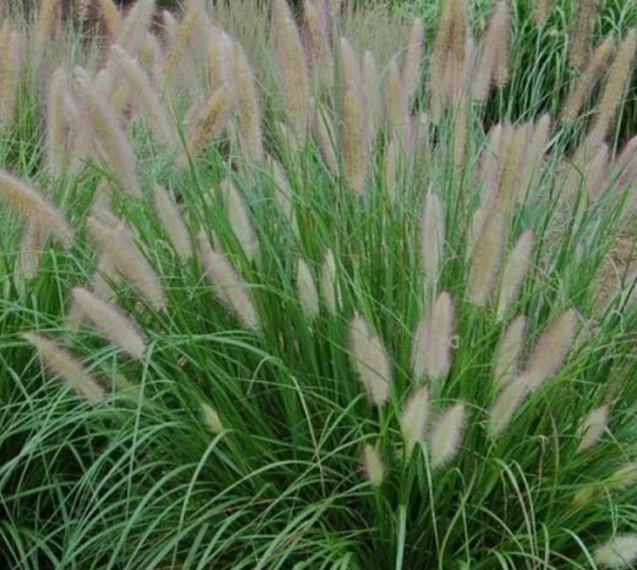 Lampenpoetsersgras, vaste plant, siergras., Ophalen, Volle zon, Vaste plant, Siergrassen