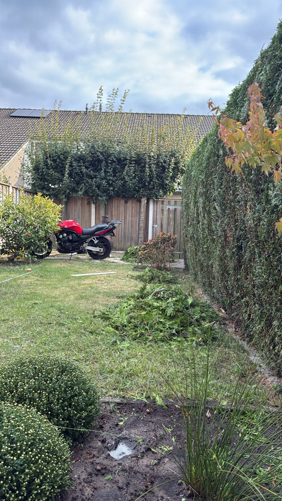 GRATIS - Leilindes, Tuin en Terras, Planten | Bomen, Ophalen, Volle zon, Overige soorten, 250 tot 400 cm