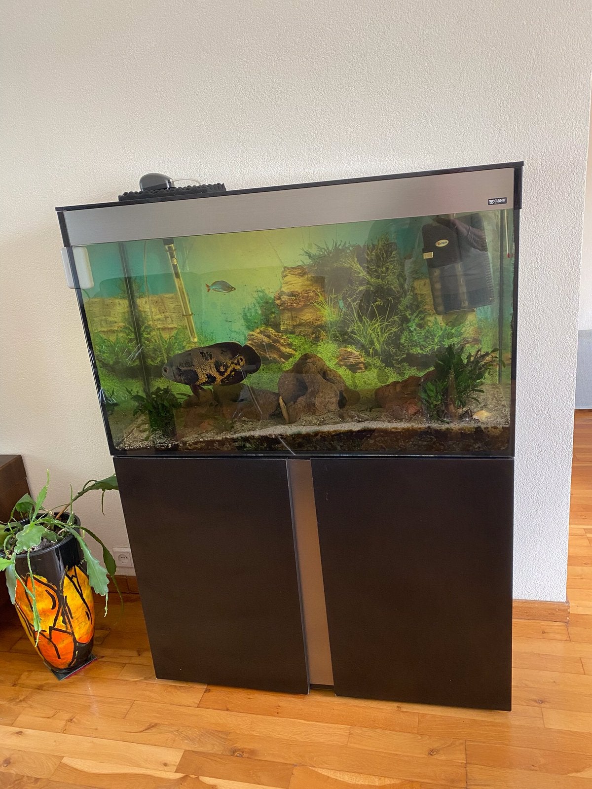 Te koop compleet aquarium met 10 vissen., Ophalen, Zo goed als nieuw, Gevuld zoetwateraquarium